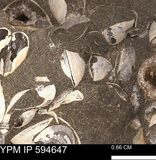 Protocardia sp.