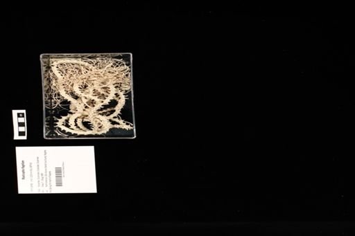 Masticophis flagellum