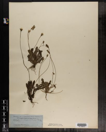 Plantae