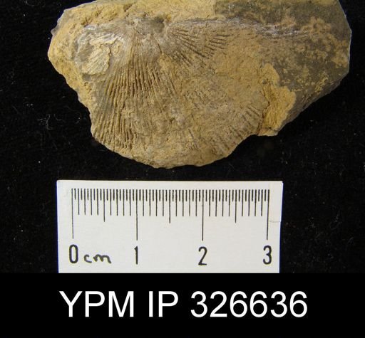 Derbya sp.