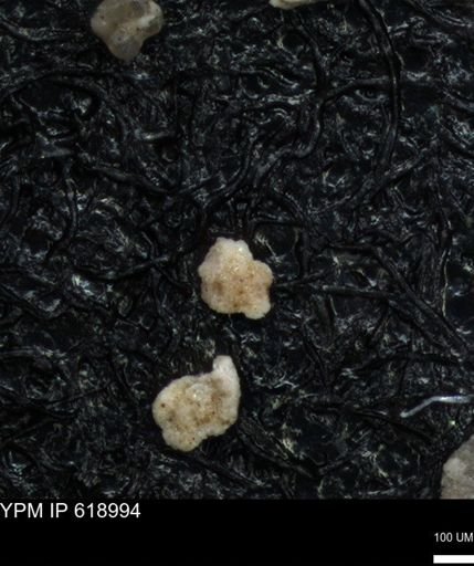 undet. Foraminiferida