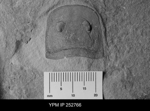 Eurypterus sp.