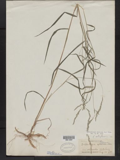 Muhlenbergia mexicana