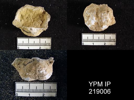 Dictyoclostus portlockianus var. crassicostatus