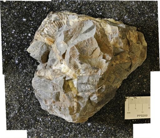 undet. Mollusca