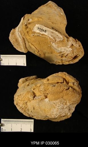 Pattersonia aurita