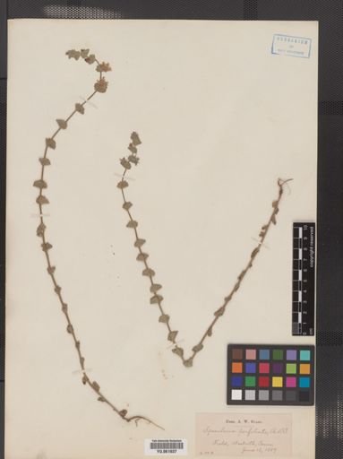 Legousia perfoliata