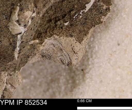 Limopsis? striatopunctatus