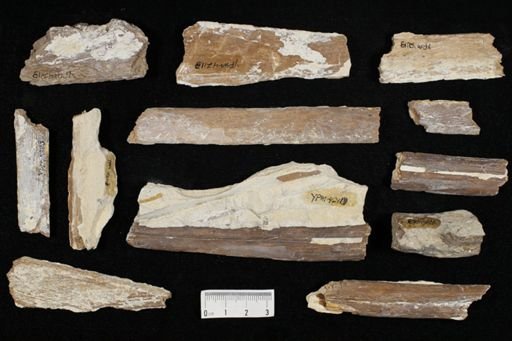 Xiphactinus sp.