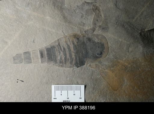 Eurypterus remipes
