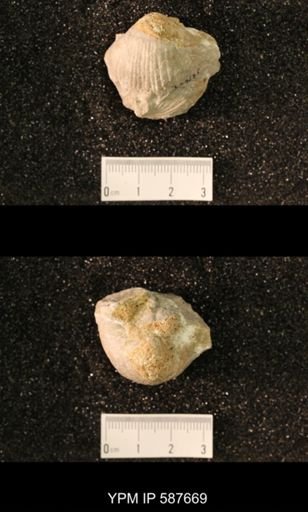 Gypidula sieberi