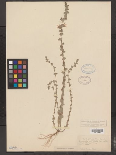 Specularia perfoliata