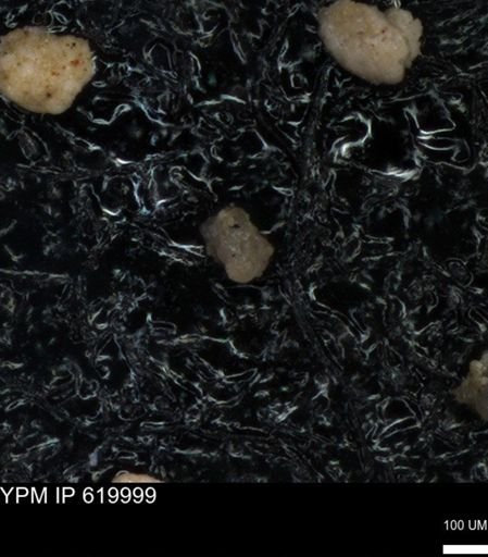undet. Foraminiferida