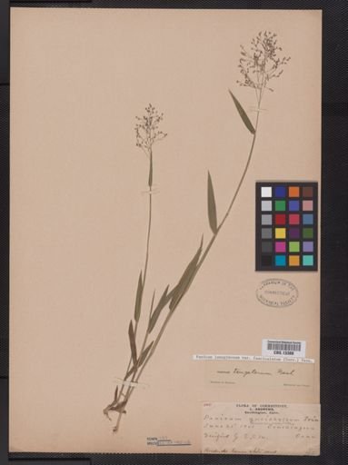 Panicum lanuginosum