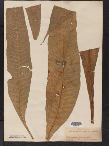 Polypodium
