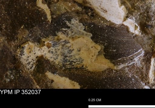 undet. Bivalvia