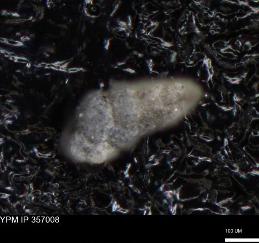 undet. Foraminiferida