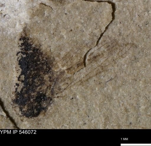 undet. Auchenorrhyncha