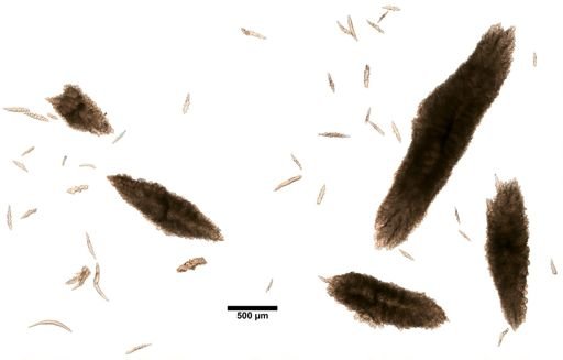 Thesea guadalupensis