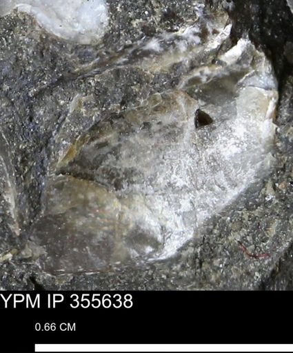 undet. Mollusca