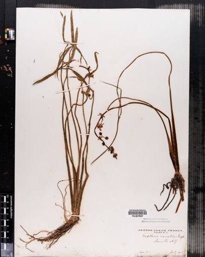 Sagittaria latifolia
