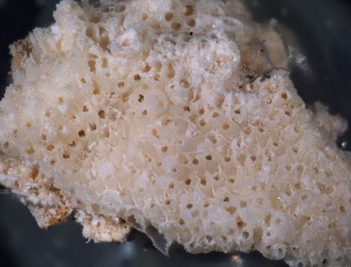 Smittina smittiella
