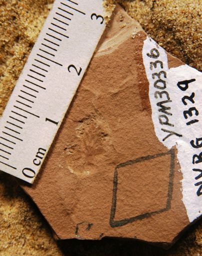 Antholithes divaricanthera