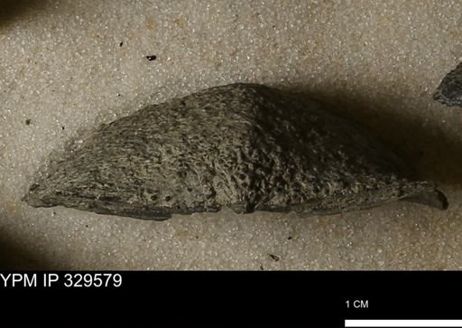 Stropheodonta demissa