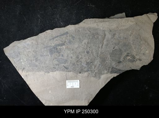 Eurypterida