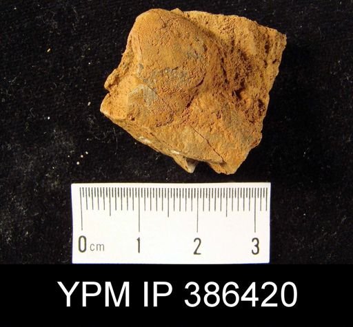 Meristella praenuntia