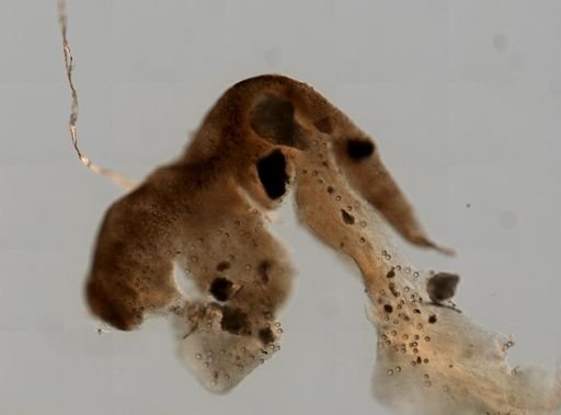 Chondrilla nucula