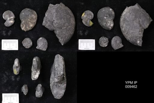 Tropites reticulatus