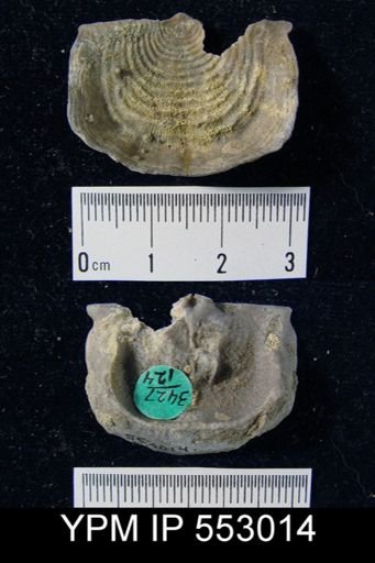 Leptaena sp.