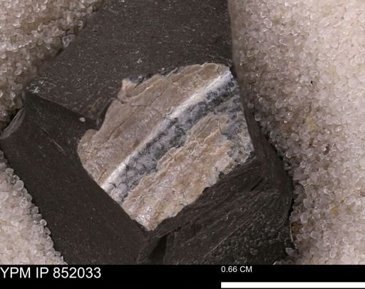 undet. Mollusca