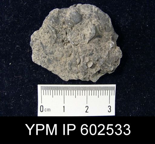 undet. Brachiopoda