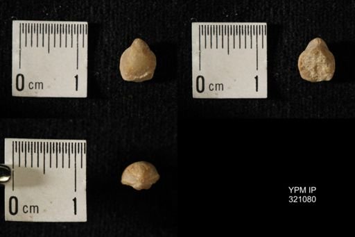 Dielasma breviplicatum