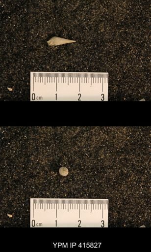 Meekospira choctawensis