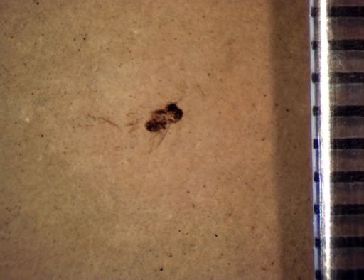 undet. Diptera