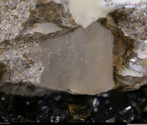 undet. Bivalvia