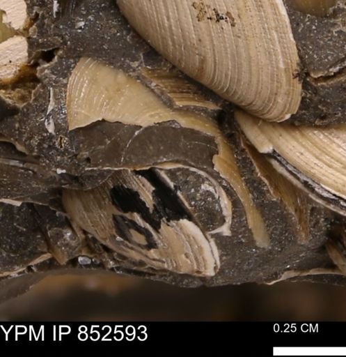 Limopsis striatopunctatus