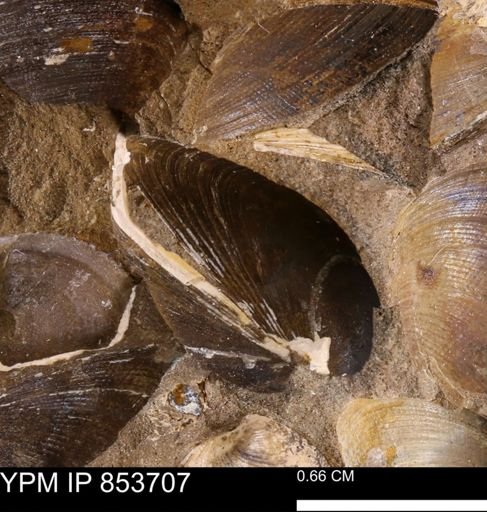 Limopsis striatopunctatus