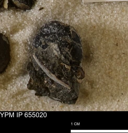 Protocardia