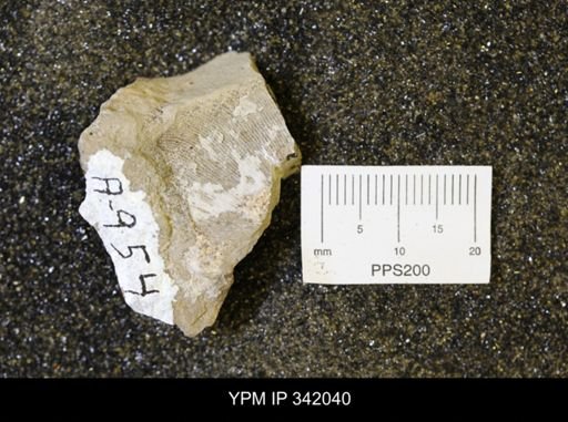 Hoploscaphites sp.