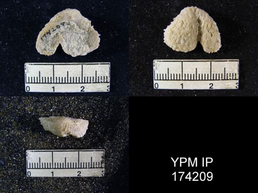 Pustula nebrascensis