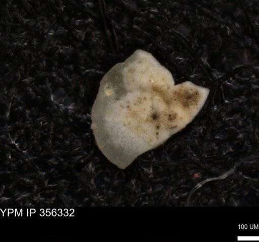 undet. Ostracoda