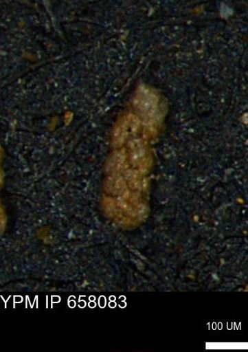 Ammobaculoides phaulus
