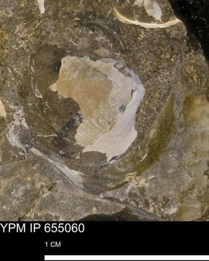 Protocardia