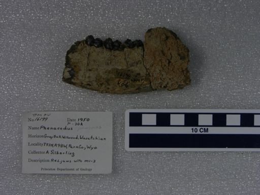 Phenacodus primaevus
