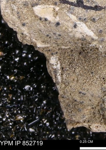 undet. Bivalvia