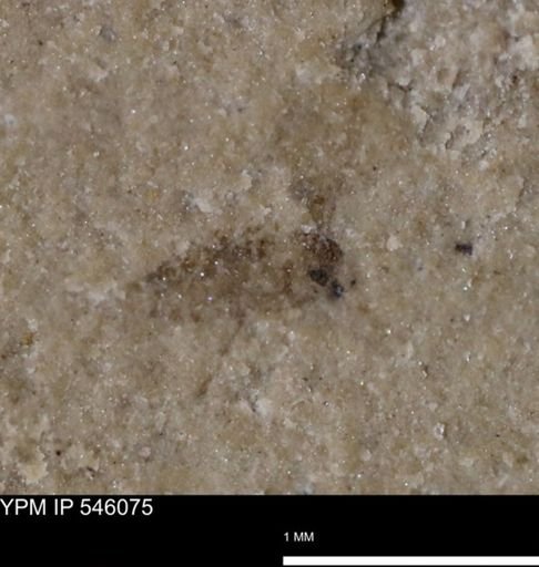 undet. Diptera
